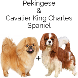 Pekalier Dog